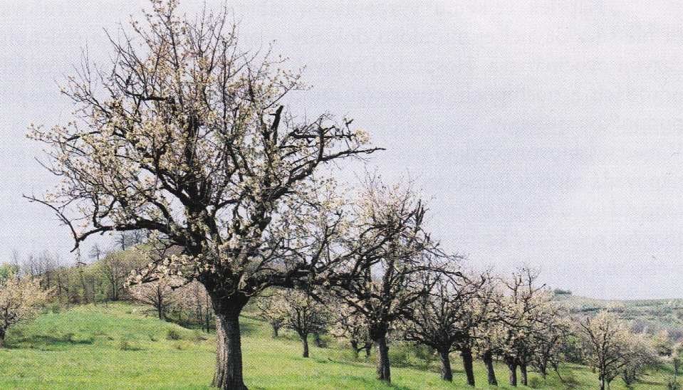 Čerešne, najčastejšie tzv. chrupky, vysádzané na skladoch – medziach medzi bývalou ornou pôdou (fotom M. Dužík, 2002)