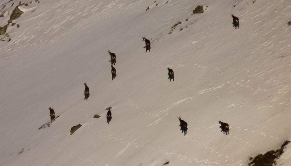 Črieda kamzíkov v zasneženom teréne na hrebeňovke Nízkych Tatier, foto: Juraj Vencel